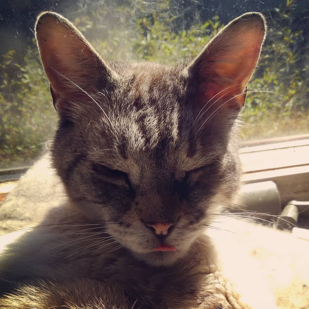 Space Cat